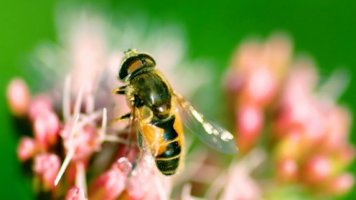 včela (foto: Bedney/Freepik, https://www.freepik.com/bedneyimages)