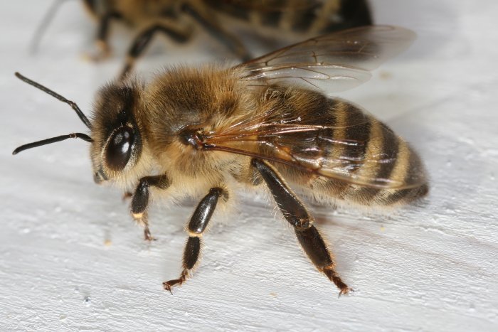 včela (foto: Richard Bartz, Munich Makro Freak, CC BY-SA 2.5)