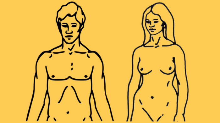 vývoj člověka: muž a žena (obrázek: Mikael Häggström, public domain)
