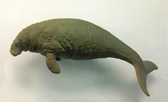 Koroun bezzubý (model: Natural History Museum, Londýn,  CC BY-SA 4.0)