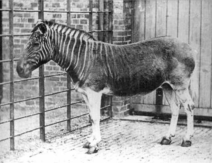 Zebra Quagga v londýnské ZOO (foto: Frederick York, public domain)
