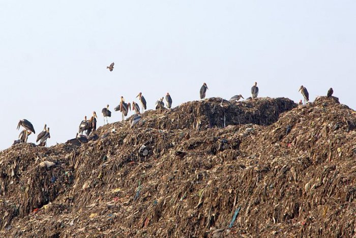 Ptáci na skládce rozkládajících se odpadků (foto: Dr. Raju Kasambe, CC BY-SA 4.0)